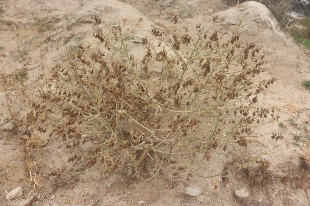 Crotalaria lunulata B.Heyne ex Wight & Arn.